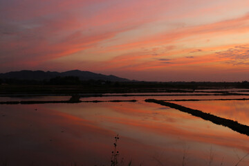The reflection of the sun on the water in the rice fields in the evening is a beautiful, natural sight.