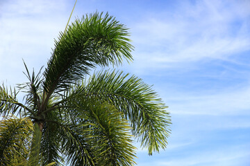 Bright green coconut tree leaves against a colorful sky background.