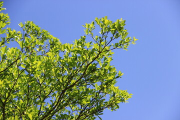 Bright green branches or leaves against a colorful sky background.