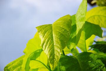 Bright green branches or leaves against a colorful sky background.
