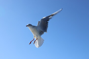 A seagull flying in a blue sky