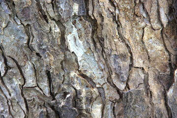 The surface of the trunk of an old, large tree.