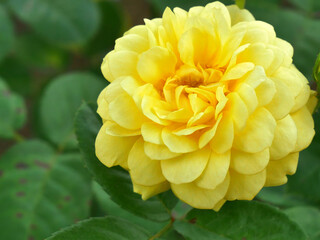 Bright yellow roses in the park, naturally beautiful.