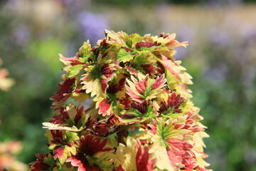 Beautifully shaped and vibrant leaves in the park, a natural beauty.