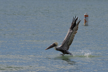 Pelican taking off