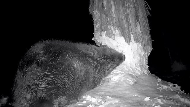 Biber, Castor fiber, nagt mit seinen Z&auml;hnen sanduhrf&ouml;rmig Holzsp&auml;ne von Baumstamm, Nachtaufnahme, Nahaufnahme, Naturbeobachtung