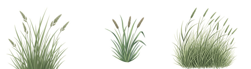 Three green grass clumps on transparent background