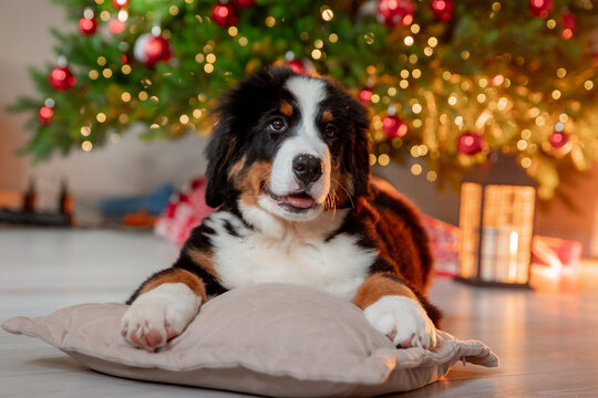 a funny fluffy Zennenhund puppy near a Christmas tree