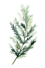Obraz premium Watercolor Illustration of Evergreen Branch Isolated on White Background for Festive Decor and Botanical Designs