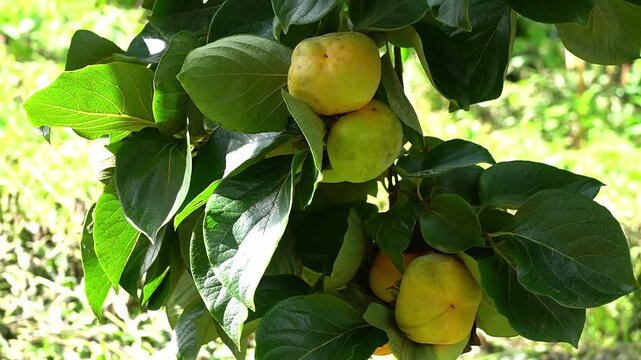 Japanese Flowering quince fruit or Cheanomeles brush in the garden