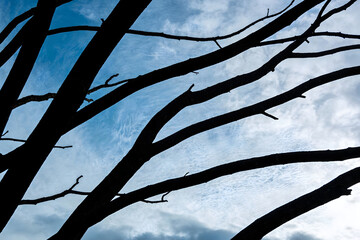 tree branches against blue sky
