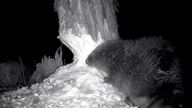 Biber, Castor fiber, nagt mit seinen Z&auml;hnen sanduhrf&ouml;rmig Holzsp&auml;ne von Baumstamm, Nachtaufnahme, Nahaufnahme, Naturbeobachtung