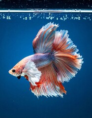 A Betta fish in the water with bubbles