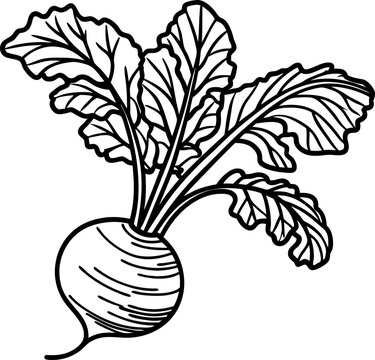 turnip vegetable with leaves illustration hand drawn root plant botanical drawing