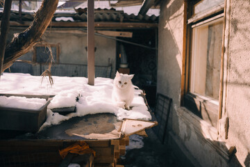 Homeless cat in the yard