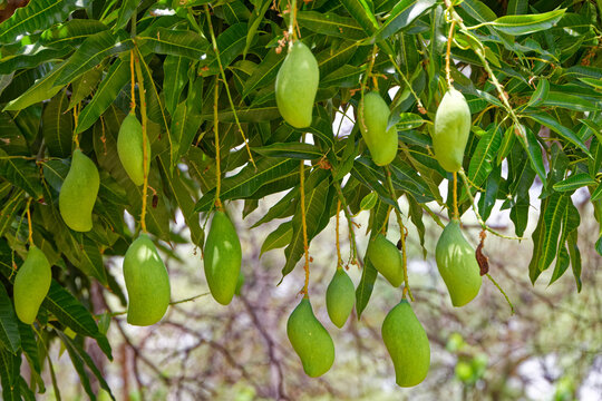 Mango