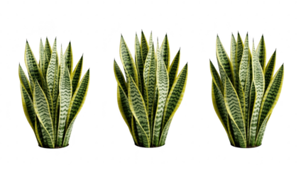 Three vibrant snake plants with distinctive yellow-edged leaves and green patterns isolated on transparent background