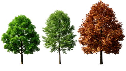 Three distinct trees showcasing vibrant green foliage and rich autumn colors isolated on transparent background