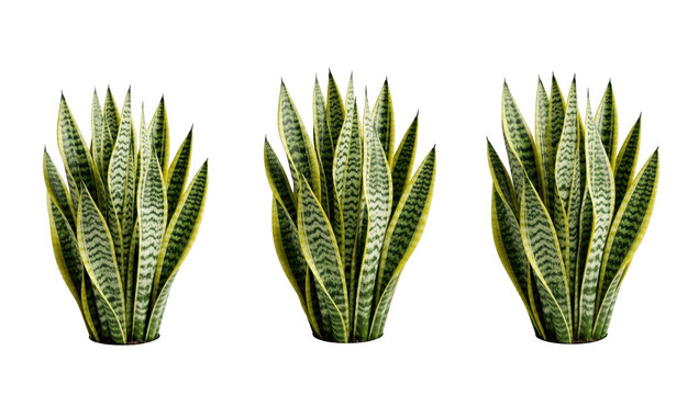 Three vibrant snake plants with distinctive yellow-edged leaves and green patterns isolated on transparent background