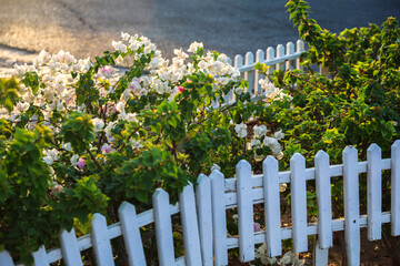 bush with white flowers behind a neat white fence.