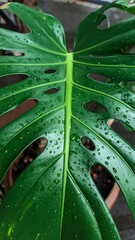 Dew drops adorn a vibrant, green Monstera leaf showcasing its split and fenestrated form. Close-up view of plant texture
