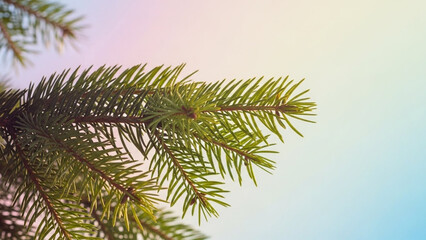 Fototapeta premium Close-up of a Green Pine Tree Branch Against a Softly Blurred Background.