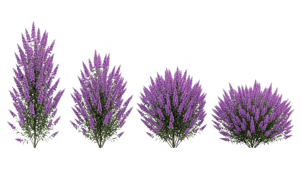 Four different stages of a purple flowering shrub or lavender plant isolated on transparent background