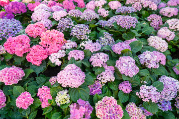Colorful hydrangea flowers. Many Hydrangea macrophylla Blossom in garden.