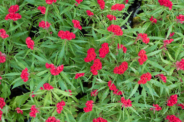 Red crested cockscomb (Celosia argentea var. cristata) growing in a garden.