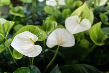 White Anthurium Flower. Flower blossoms.