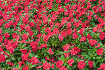 Impatiens red new guinea in pink in full bloom.