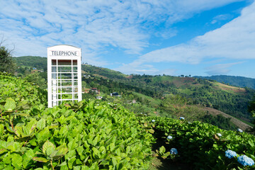 Natural Landscape view of purple Hydrangea flower (Hydrangea macrophylla) in a garden.