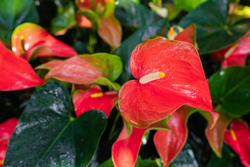 Red anthurium flowers ( tailflower, flamingo flower, laceleaf )