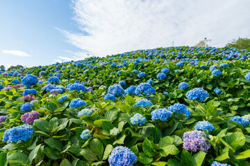 Natural Landscape view of purple Hydrangea flower (Hydrangea macrophylla) in a garden.