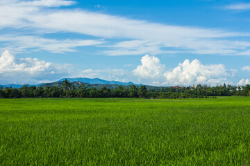 green rice field in countryside Thailand