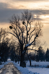 winter sunset over silhouette of t trees with mistletoes  in a natural preserve called Lauteracher Ried in Vorarlberg Austria