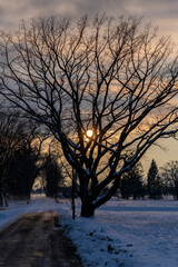 golden sunset through the silhouette of a tree in winter next to a partly snow covered road in a rural area