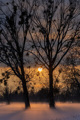 winter sunset with ground fog in golden backlight with dark clouds and trees with mistletoes  in a natural preserve called Lauteracher Ried in Vorarlberg Austria
