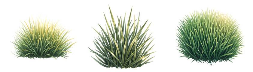Three green grass clumps on transparent background