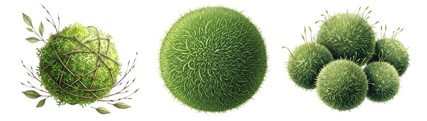 A set of green moss balls on a transparent background