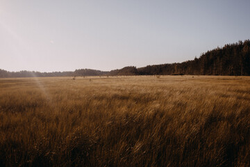 Sunset light over the field