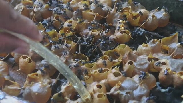 video of honey being sucked from honey sacs made from stingless bee propolis in the hive using a sterile suction tool. Bee Keeper activity, raw honey material. 