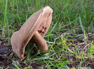 Huge mushroom that has fallen to one side