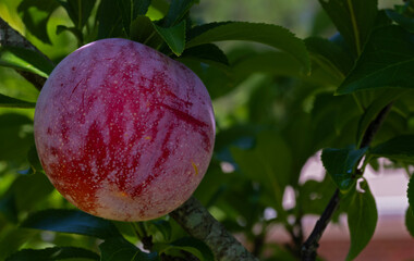 Ripening plum in the shade of leaves