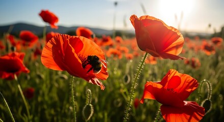 Obraz premium Field of vibrant red poppies with a bee at sunset.