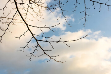 branches and sky