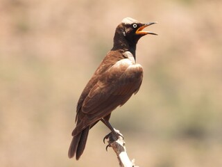 red winged blackbird