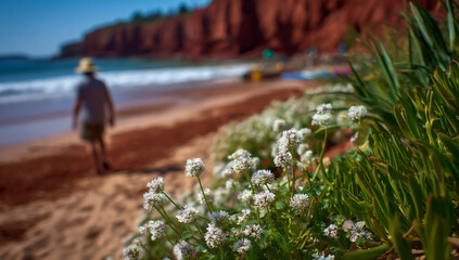 Beachside wildflowers in bloom