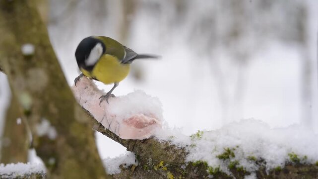 A Great tit bird is perched on a branch, eating lard attached to it. Snow covers the branch and the surrounding forest in Europe during winter