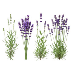 Fototapeta premium Lavender bouquets isolated on transparent background